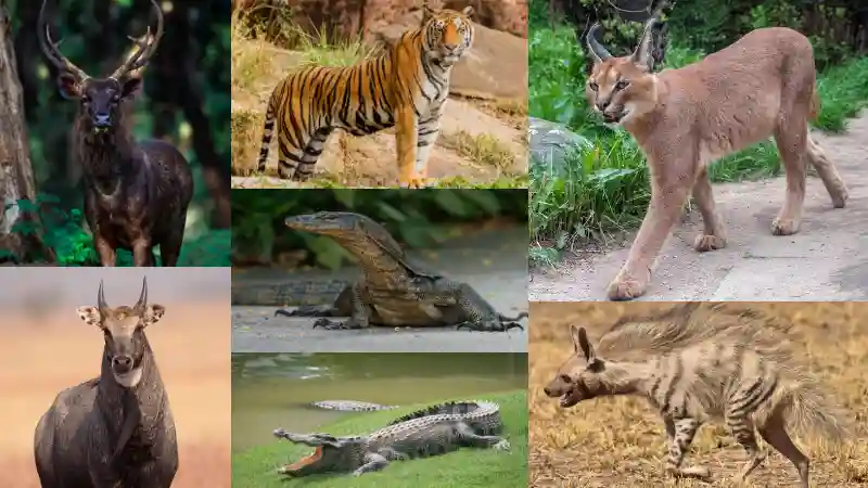 How Many Types Of Animals Are Found In Sariska National Park?
