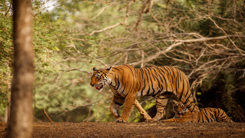 Everything You Need To Know About  Sariska Tiger Reserve