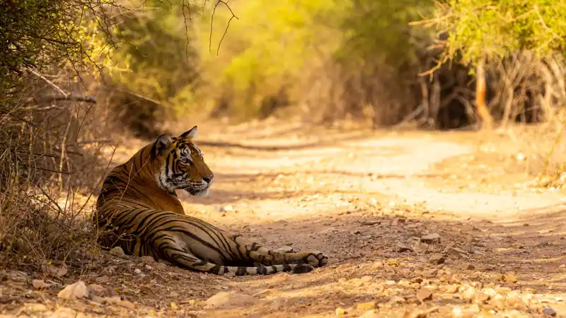 5 Things You Should Know Before Going to Tiger Safari in Sariska